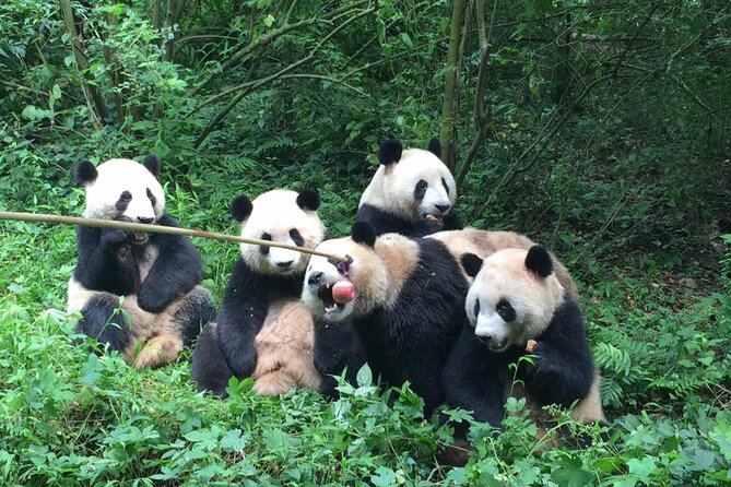Sanxingdui Museum+Chengdu Panda Base or Jinsha Site Tour - Lunch and the rhythm of the day