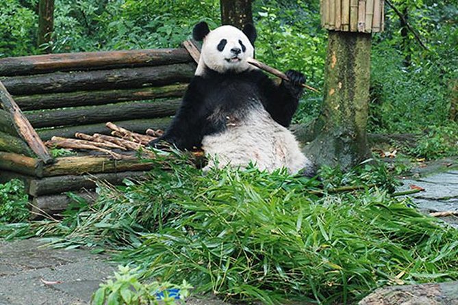 Sanxingdui Ruins and Giant Pandas Private Day Tour from Chengdu - Chinese Lunch Before the Sanxingdui Visit