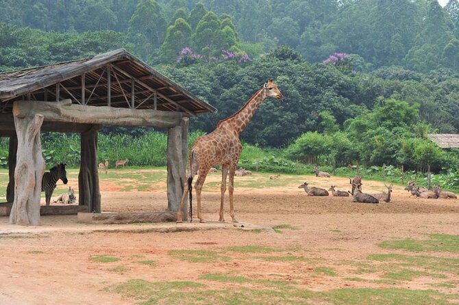 See Panda Guangzhou Chimelong Safari Park and Circus Private Tour - Why a private guide matters at Chimelong Safari Park