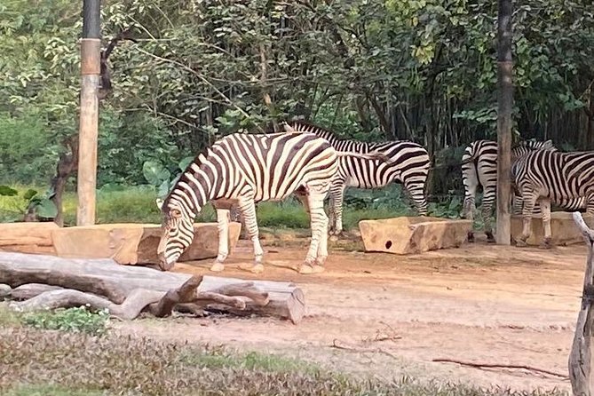 See Panda Guangzhou Chimelong Safari Park and Circus Private Tour - Who will get the most from this Guangzhou tour