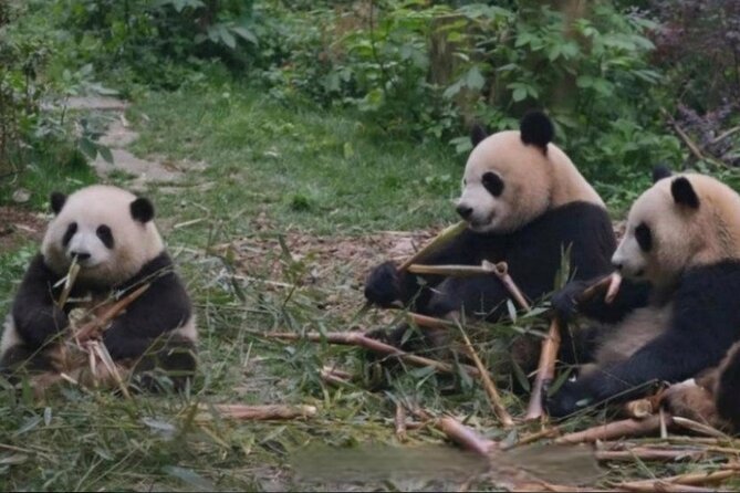 See Panda Guangzhou Chimelong Safari Park and Circus Private Tour - Meeting pandas, white tigers, and black rhinos