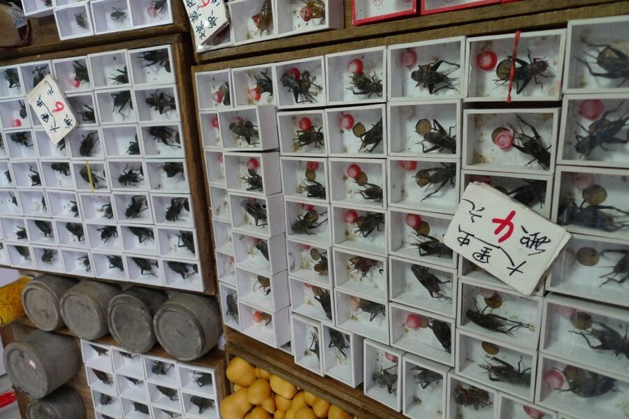 Shanghai: 3-Hour Old Shanghai City Tour - Tea tasting as a cultural pause