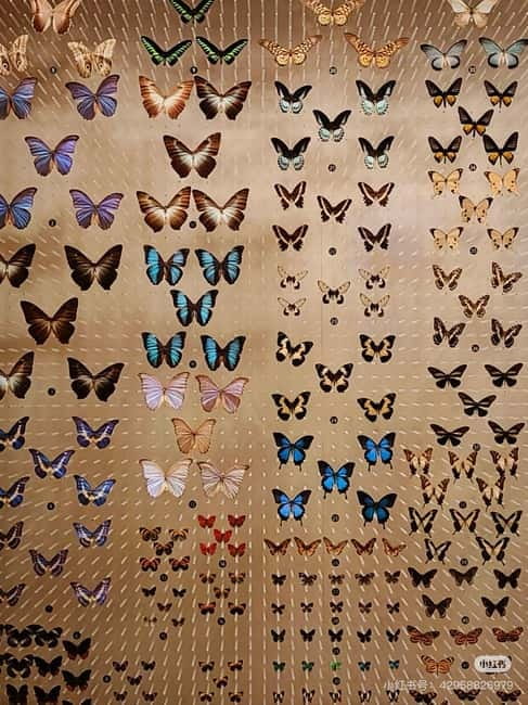Shanghai: Natural Museum tickets with guide(optional) - Start at Jing’an Sculpture Park