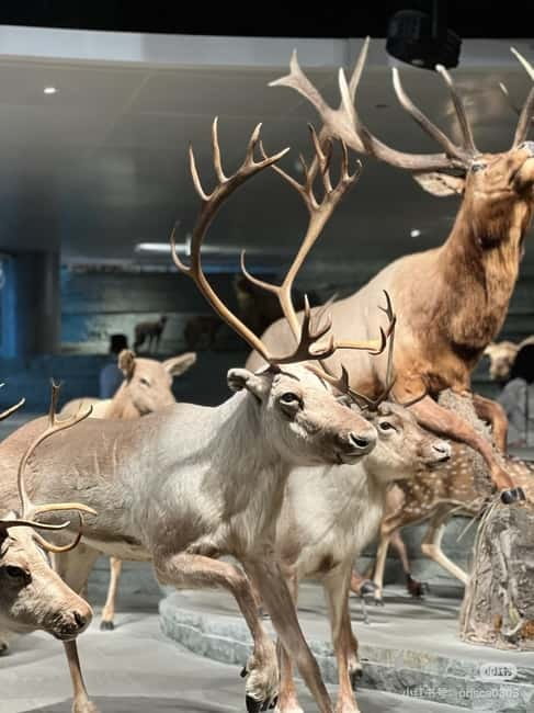 Shanghai: Natural Museum tickets with guide(optional) - Begin with the mystery of origins