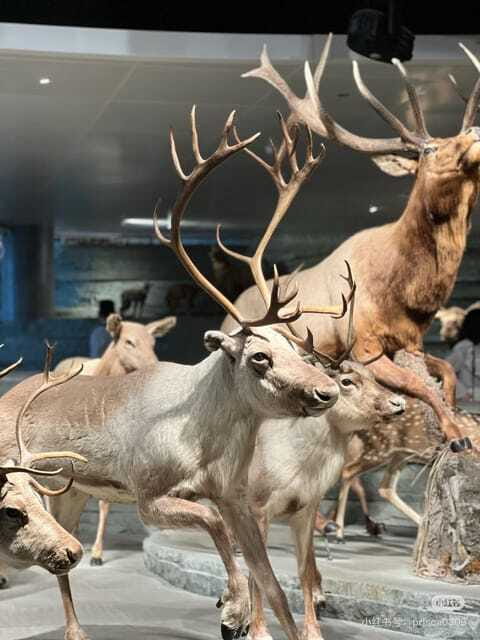 Shanghai: Natural Museum tickets with guide(optional) - Find Shanghai inside the global story