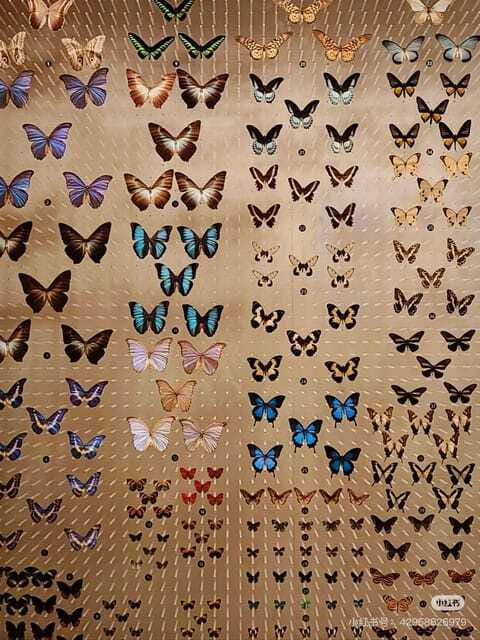Shanghai: Natural Museum tickets with guide(optional) - Who will enjoy this museum most