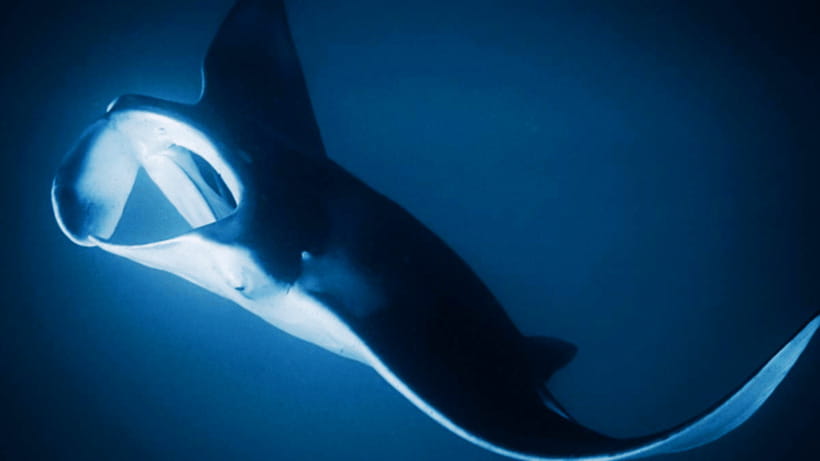 Shanghai: The Marine Wonders at Shanghai Ocean Aquarium - Live shows and interactive exhibits for mixed-age groups