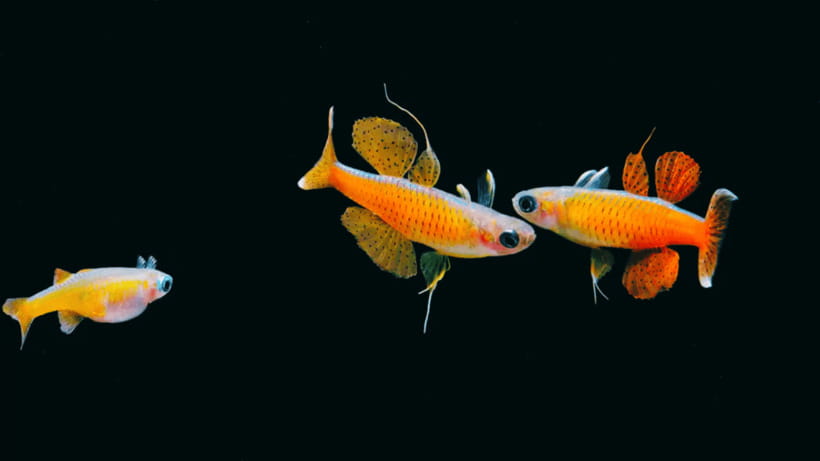 Shanghai: The Marine Wonders at Shanghai Ocean Aquarium - How much time should you allow?