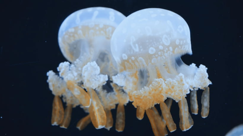 Shanghai: The Marine Wonders at Shanghai Ocean Aquarium - The $38 price and what you receive