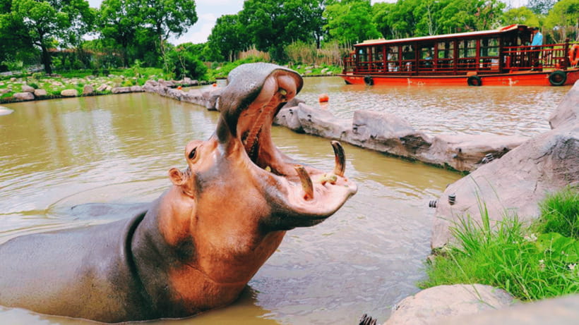 Shanghai: Wild Animal Park Ticket - Why Shanghai Wild Animal Park Works as a Full-Day Outing