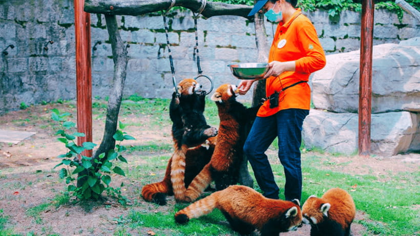Shanghai: Wild Animal Park Ticket - Starting at the Main Entrance and Finding Your Bearings
