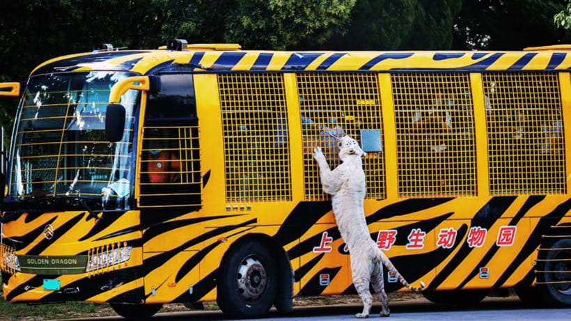 Shanghai: Wild Animal Park Ticket - Pandas, Giraffes, White Tigers, and Rare Species