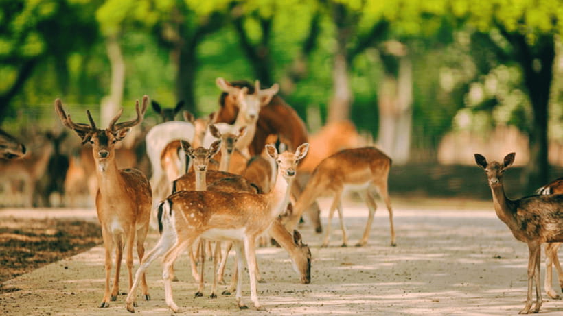 Shanghai: Wild Animal Park Ticket - What the $40 Price Really Includes