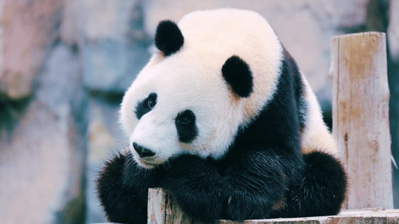 Shanghai: Wild Animal Park Ticket - The Safari Area: Your Best Chance for a Different Zoo Experience