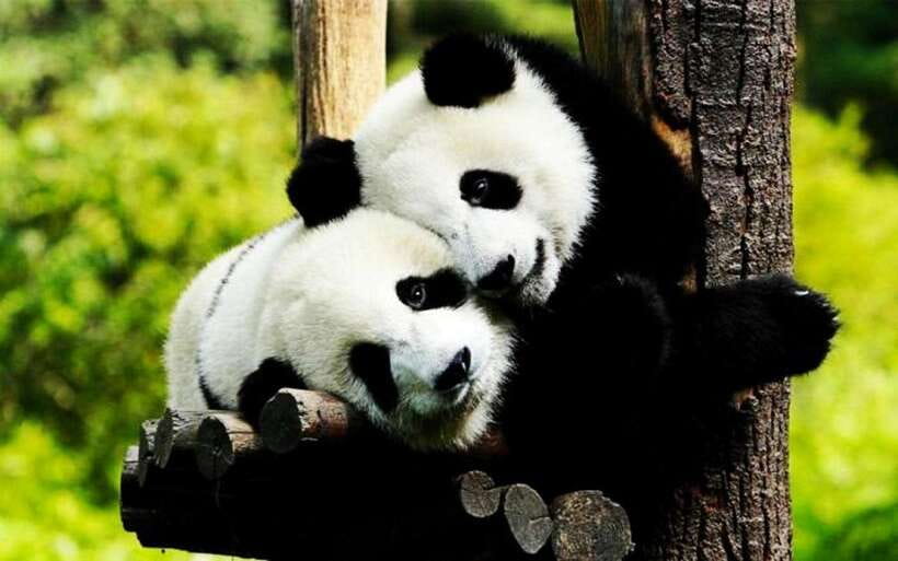 Shanghai: Zoo and Zhujiajiao Water Town Tour with Boat Ride - Starting at Shanghai Zoo
