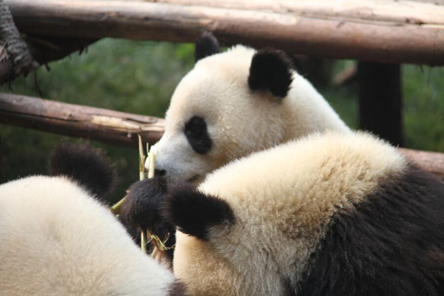 Sichuan: Big Panda Volunteer Day tour - Lunch and Finding Your Way Back