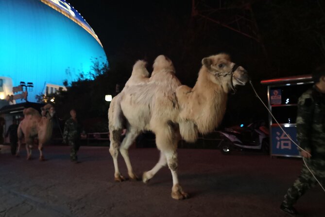 Silk Road Theme Show Legend of Camel Bell Ticket with Transfer - The evening begins with a practical private transfer