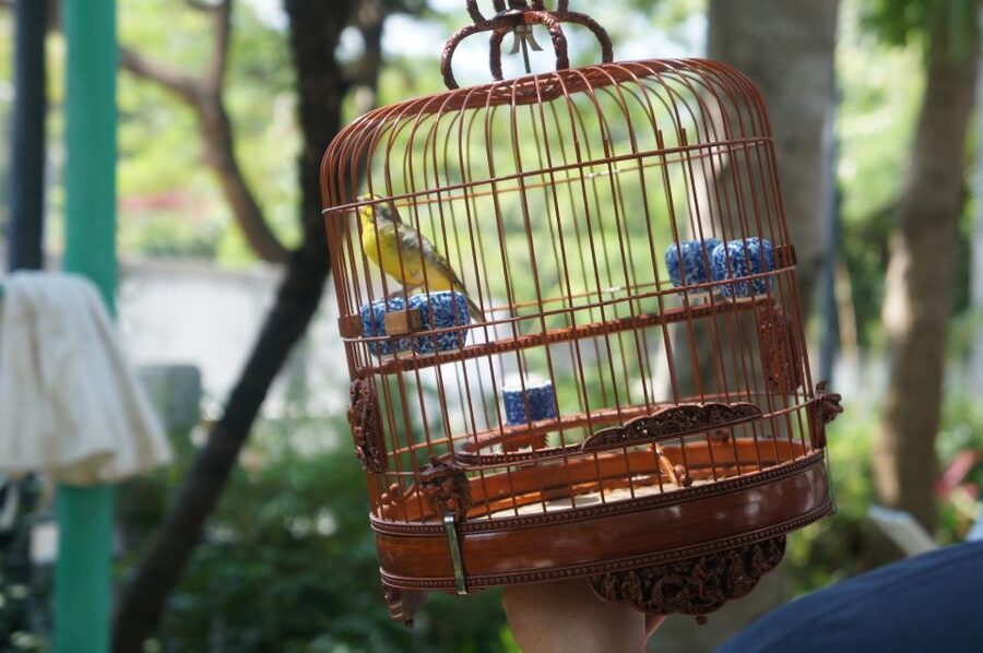 Small-group Kowloon Markets Walking Tour - Mong Kok’s Fa Yuen Street and Pet Street