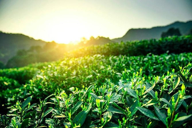 Unveil the Charm of Hangzhou - Half-Day Sightseeing Tour - Who should book this experience?