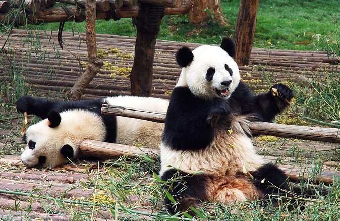 Visiting Dujiangyan Yaan Wolong Panda Base Optional Volunteering - Key points to know before booking