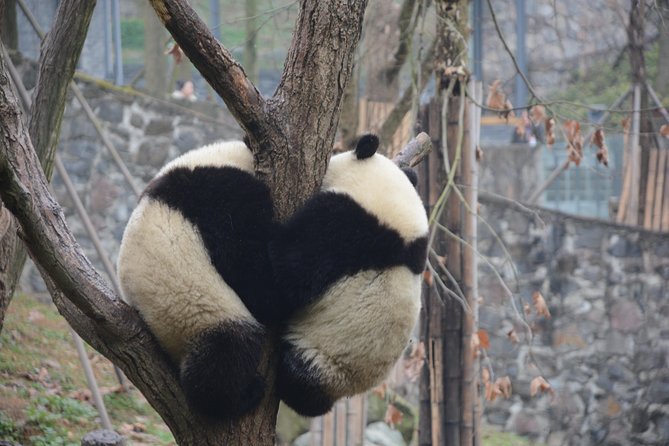 Visiting Dujiangyan Yaan Wolong Panda Base Optional Volunteering - Why the panda work matters more than a photo stop