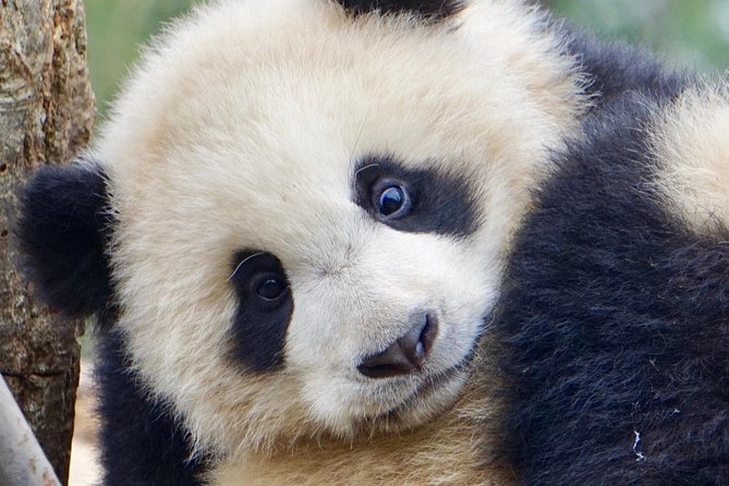 Visiting Dujiangyan Yaan Wolong Panda Base Optional Volunteering - Lunch, documentary time, and the afternoon pace