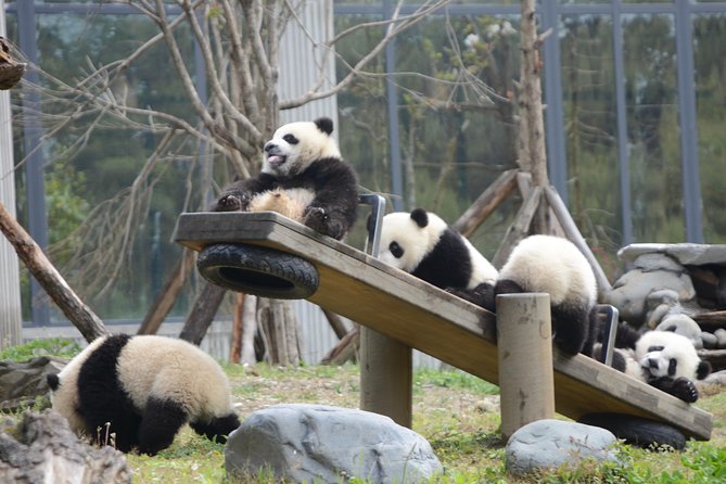 Wolong Panda Base Private Day Tour Optional Volunteering - A panda day that begins before Chengdu wakes up