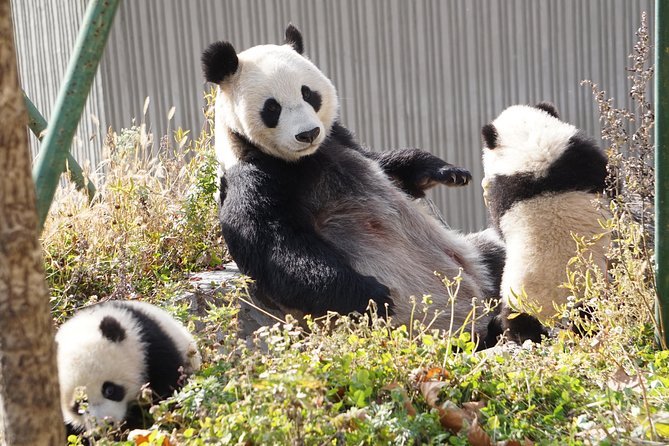 Wolong Panda Base Private Day Tour Optional Volunteering - Entering Wolong Panda Base at 9:10 a.m.